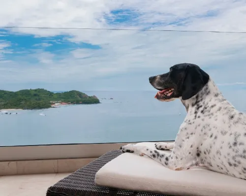 Dog friendly Azul Ixtapa Grand Resort Spa and Convention Center Hotel Ixtapa Zihuatanejo Dog friendly Azul Ixtapa Grand Resort Spa and Convention Center Hotel Ixtapa Zihuatanejo