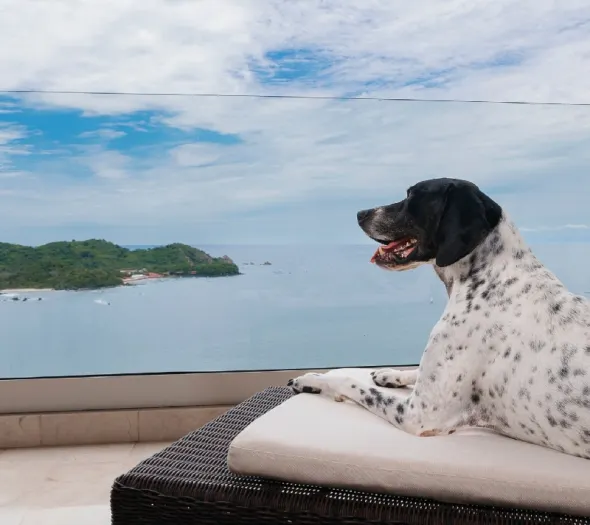 Dog friendly Azul Ixtapa All Inclusive Beach Resort Convention Center Hotel Ixtapa Zihuatanejo Dog friendly Azul Ixtapa All Inclusive Beach Resort Convention Center Hotel Ixtapa Zihuatanejo