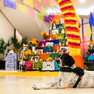 Eventos de sostenibilidad y responsabilidad Hotel Azul Ixtapa All Inclusive Beach Resort Convention Center Ixtapa Zihuatanejo Eventos de sostenibilidad y responsabilidad Hotel Azul Ixtapa All Inclusive Beach Resort Convention Center Ixtapa Zihuatanejo